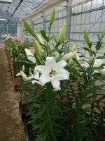 [5516 PO16 OT WIT 12-11 No01.JPG]